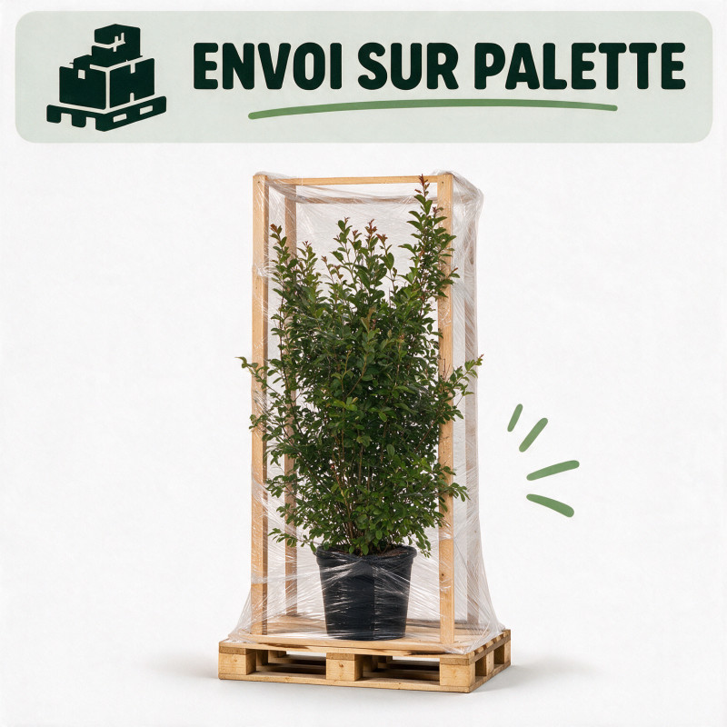 Lilas des Indes Blanc- Lagerstroemia indica 150/170cm Pot 18L