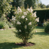 Lilas des Indes Blanc- Lagerstroemia indica 150/170cm Pot 18L