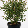 Lilas des Indes Rouge- Lagerstroemia indica 150/170cm Pot 18L