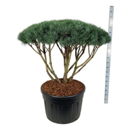 Pin sylvestre Watereri - Pinus sylvestris Watereri Parasol 120/140cm Pot 230L - Pin parasol