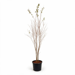 Lilas des Indes Rose- Lagerstroemia indica 150/170cm Pot 18L