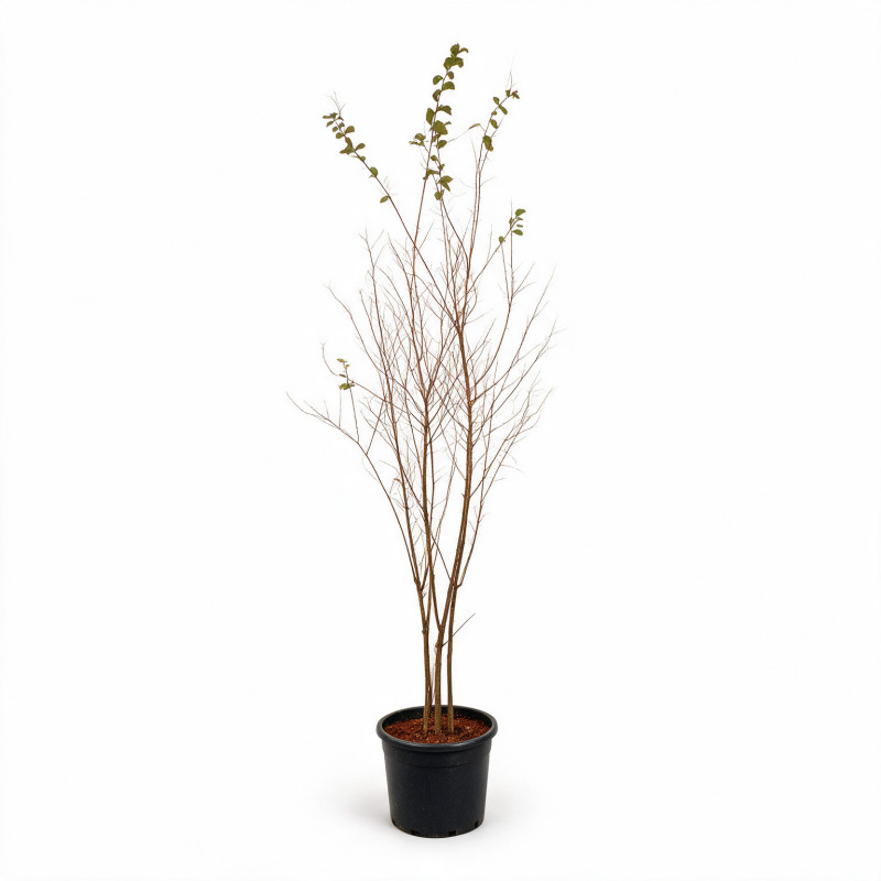 Lilas des Indes Rose- Lagerstroemia indica 150/170cm Pot 18L