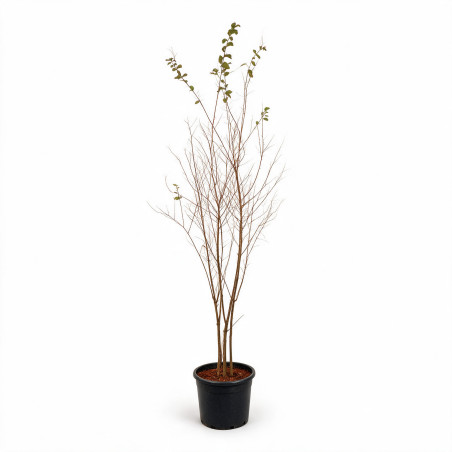 Lilas des Indes Rose- Lagerstroemia indica 150/170cm Pot 18L
