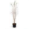 Lilas des Indes Rose- Lagerstroemia indica 150/170cm Pot 18L