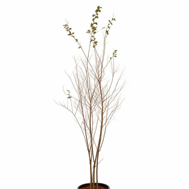 Lilas des Indes Rose- Lagerstroemia indica 150/170cm Pot 18L