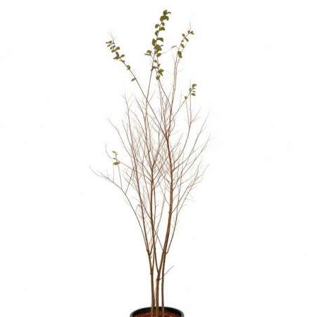 Lilas des Indes Rose- Lagerstroemia indica 150/170cm Pot 18L