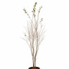 Lilas des Indes Rose- Lagerstroemia indica 150/170cm Pot 18L