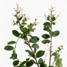 Lilas des Indes - Lagerstroemia indica 110/120cm Pot 9L