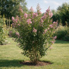 Lilas des Indes - Lagerstroemia indica 110/120cm Pot 9L