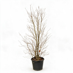 Magnolia Leonard Messel - Magnolia xloebneri Leonard Messel 200/220cm Pot 70L
