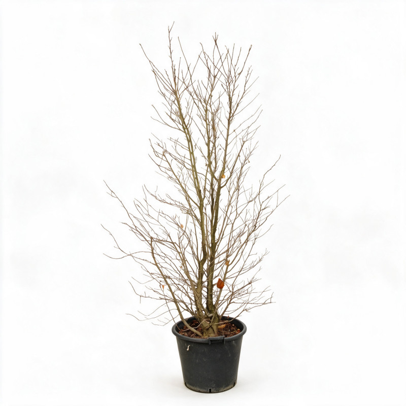 Magnolia Leonard Messel - Magnolia xloebneri Leonard Messel 200/220cm Pot 70L