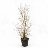 Magnolia Leonard Messel - Magnolia xloebneri Leonard Messel 200/220cm Pot 70L