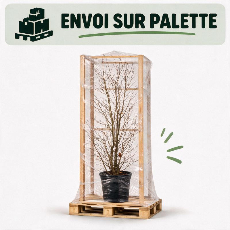 Magnolia Leonard Messel - Magnolia xloebneri Leonard Messel 200/220cm Pot 70L