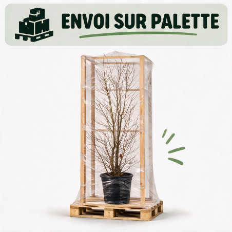 Magnolia Leonard Messel - Magnolia xloebneri Leonard Messel 200/220cm Pot 70L