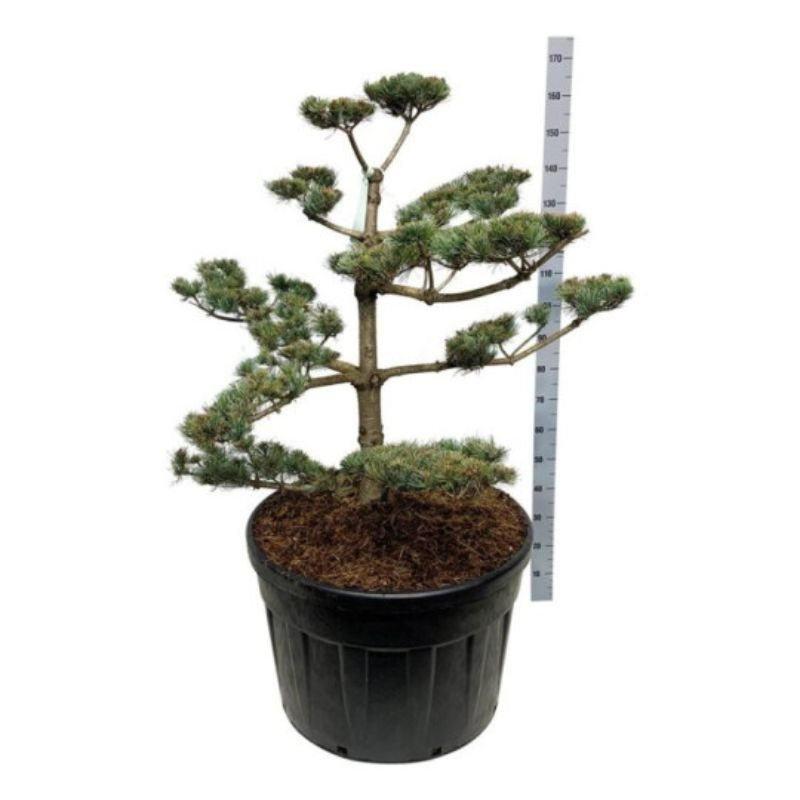 Pin blanc du Japon Negishi - Pinus parviflora Negishi Bonsaï 100/125cm Pot 180L
