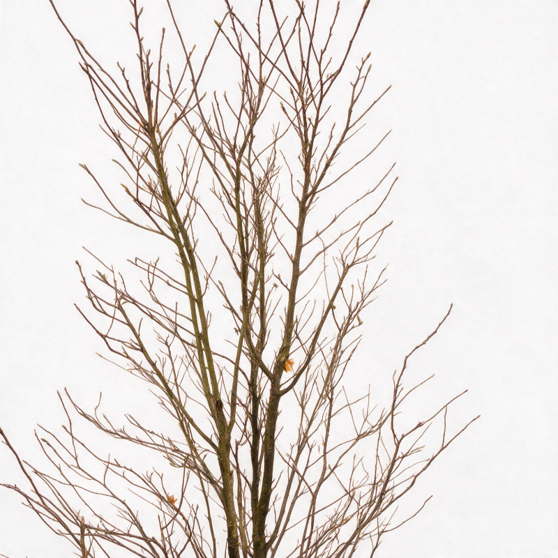 Magnolia Leonard Messel - Magnolia xloebneri Leonard Messel 200/220cm Pot 70L