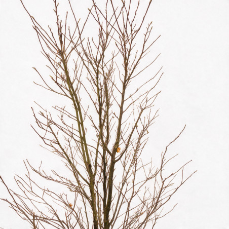 Magnolia Leonard Messel - Magnolia xloebneri Leonard Messel 200/220cm Pot 70L