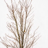 Magnolia Leonard Messel - Magnolia xloebneri Leonard Messel 200/220cm Pot 70L