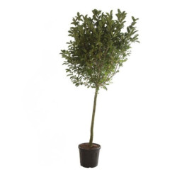 Magnolia étoilé Rosea - Magnolia stellata Rosea Tige 120cm 160cm Pot 55L
