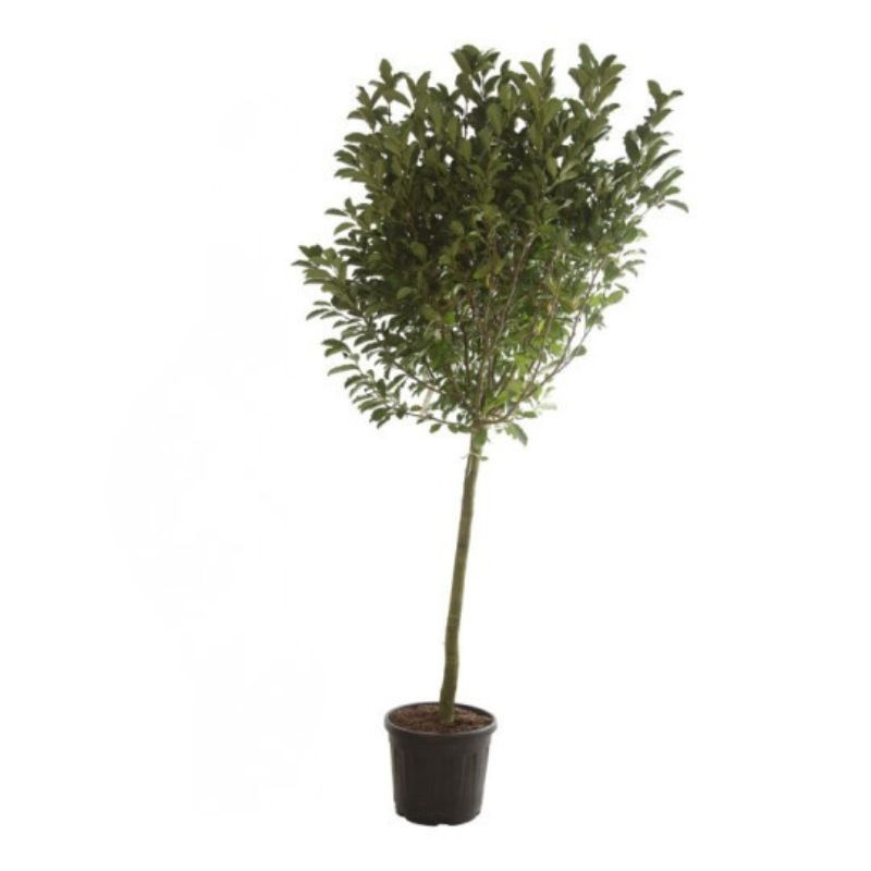 Magnolia étoilé Rosea - Magnolia stellata Rosea Tige 120cm 160cm Pot 55L