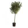Magnolia étoilé Rosea - Magnolia stellata Rosea Tige 120cm 160cm Pot 55L