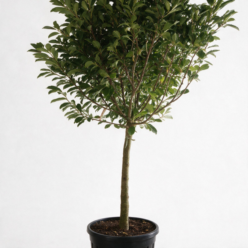 Magnolia étoilé Rosea - Magnolia stellata Rosea Tige 120cm 160cm Pot 55L