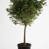 Magnolia étoilé Rosea - Magnolia stellata Rosea Tige 120cm 160cm Pot 55L