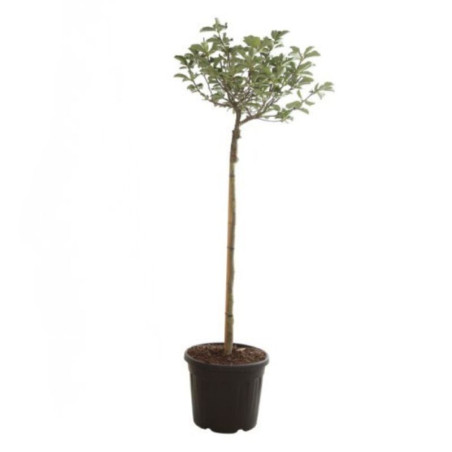 Magnolia Sunrise - Magnolia Sunrise Tige 120cm 160cm Pot 55L