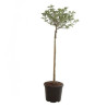 Magnolia Sunrise - Magnolia Sunrise Tige 120cm 160cm Pot 55L