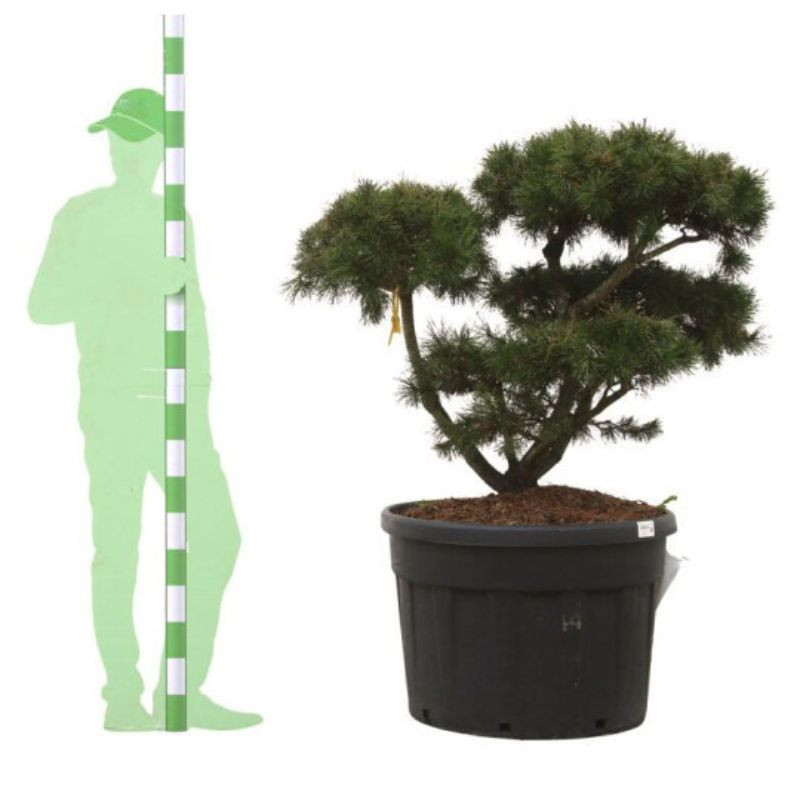 Pin Weymouth Contorta - Pinus strobus Contorta Bonsaï 80/100cm Pot 180L
