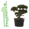 Pin Weymouth Contorta - Pinus strobus Contorta Bonsaï 80/100cm Pot 180L