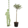 Magnolia Sunrise - Magnolia Sunrise Tige 120cm 160cm Pot 55L