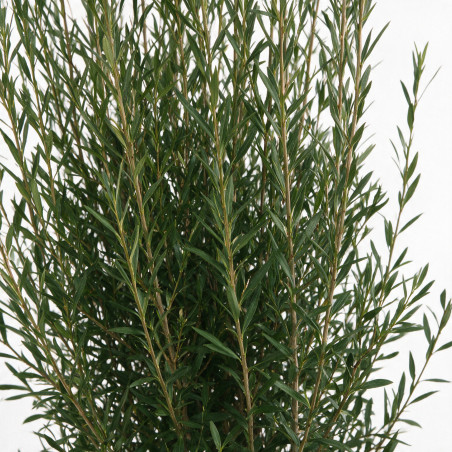 Filaire - Phillyrea angustifolia 125/150cm Pot 30L