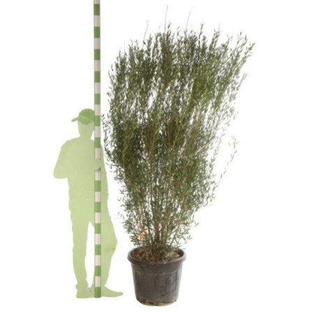 Filaire - Phillyrea angustifolia 175/200cm Pot 70L