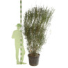 Filaire - Phillyrea angustifolia 175/200cm Pot 70L