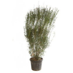 Filaire - Phillyrea angustifolia 175/200cm Pot 70L