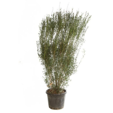 Filaire - Phillyrea angustifolia 175/200cm Pot 70L