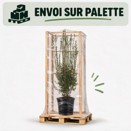 Filaire - Phillyrea angustifolia 175/200cm Pot 70L