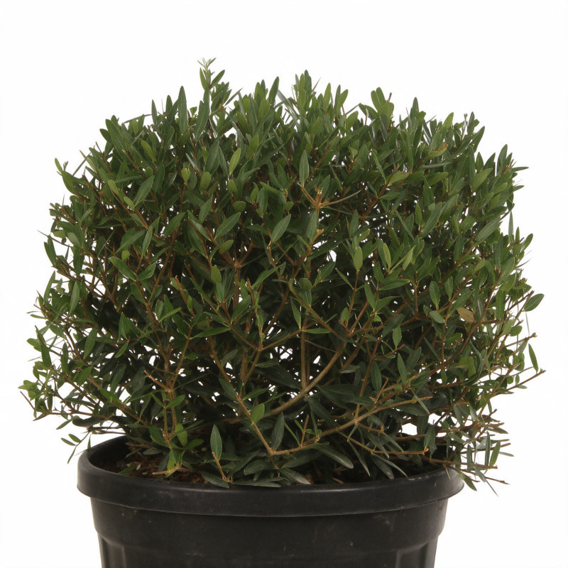Filaire - Phillyrea angustifolia Boule Pot 25L