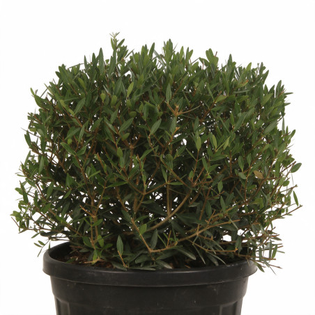 Filaire - Phillyrea angustifolia Boule Pot 25L