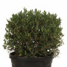 Filaire - Phillyrea angustifolia Boule Pot 25L