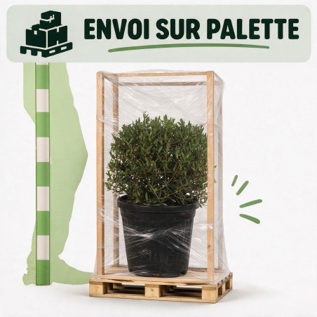 Filaire - Phillyrea angustifolia Boule Pot 25L