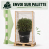 Filaire - Phillyrea angustifolia Boule Pot 25L