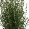 Filaire - Phillyrea angustifolia 175/200cm Pot 70L