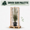 Filaire - Phillyrea angustifolia 100/120cm Pot 9L