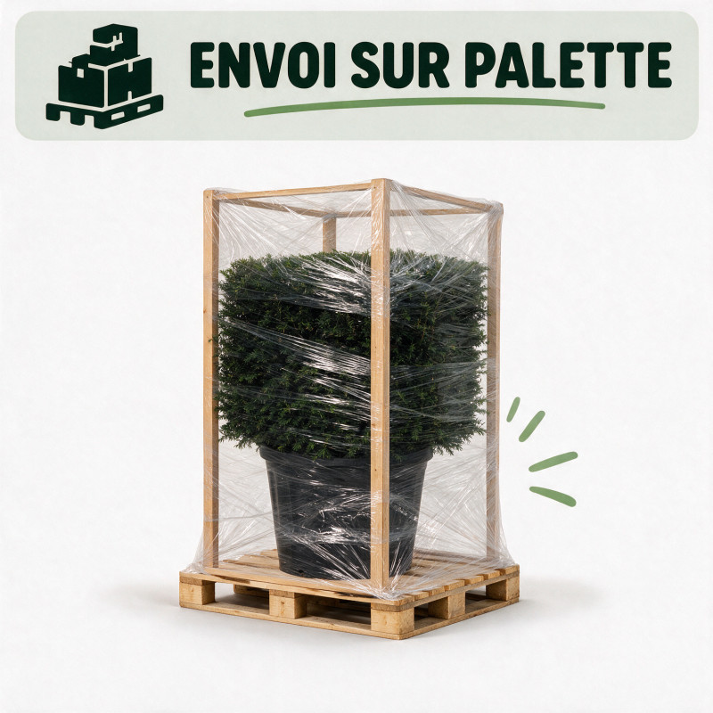 If - Taxus baccata - Topiaire en cube - 80x80cm Pot45L