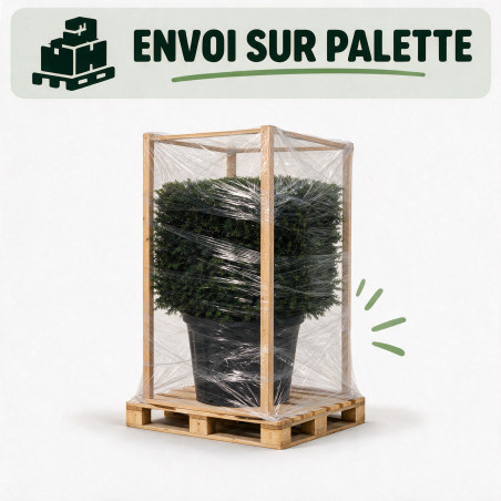 If - Taxus baccata - Topiaire en cube - 80x80cm Pot45L
