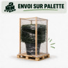 If - Taxus baccata - Topiaire en cube - 80x80cm Pot45L