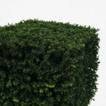 If - Taxus baccata - Topiaire en cube - 80x80cm Pot45L