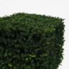 If - Taxus baccata - Topiaire en cube - 80x80cm Pot45L